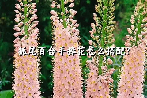 狐尾百合手捧花怎么搭配？