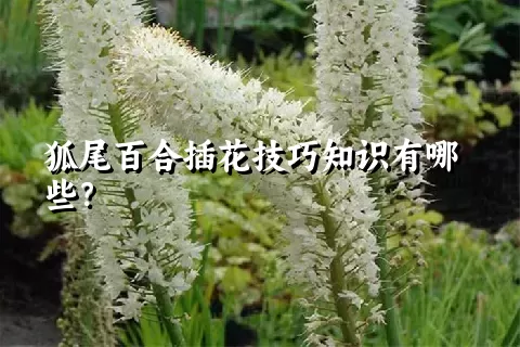 狐尾百合插花技巧知识有哪些？