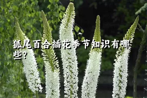 狐尾百合插花季节知识有哪些？