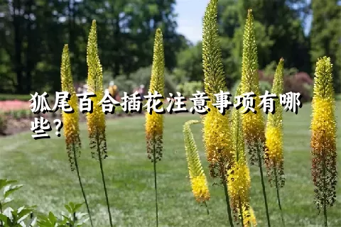 狐尾百合插花注意事项有哪些？