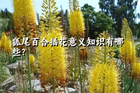 狐尾百合插花意义知识有哪些？