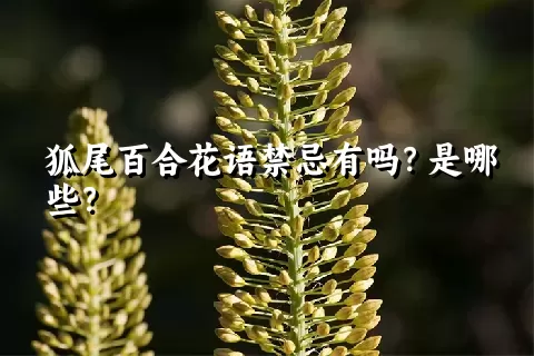 狐尾百合花语禁忌有吗？是哪些？