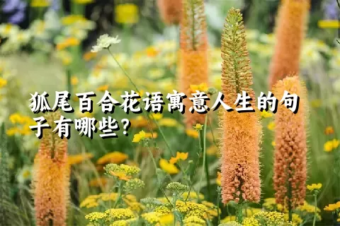 狐尾百合花语寓意人生的句子有哪些？