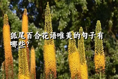 狐尾百合花语唯美的句子有哪些？