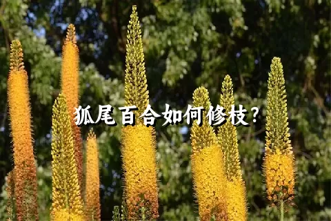 狐尾百合如何修枝？