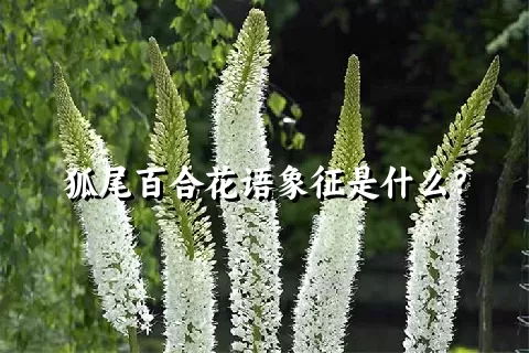 狐尾百合花语象征是什么？