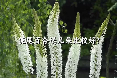 狐尾百合送几朵比较好？