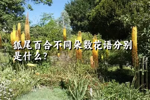 狐尾百合不同朵数花语分别是什么？