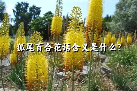 狐尾百合花语含义是什么？