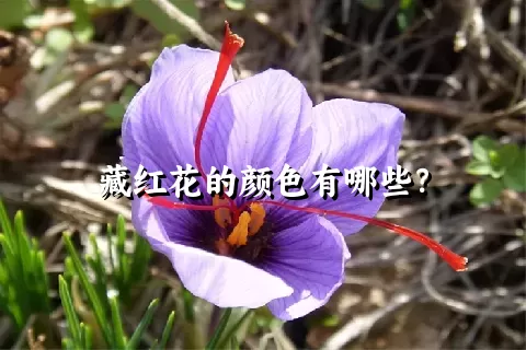 藏红花的颜色有哪些？