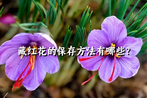 藏红花的保存方法有哪些？