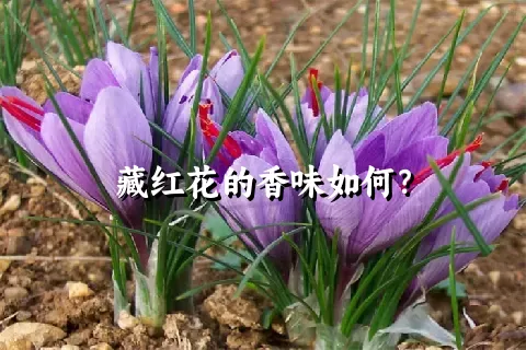 藏红花的香味如何？