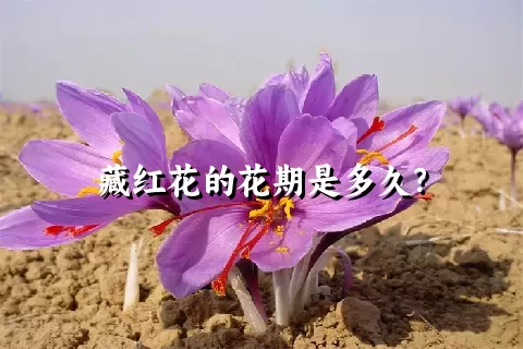 藏红花的花期是多久？