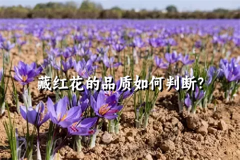 藏红花的品质如何判断？