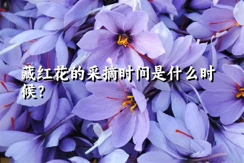 藏红花的采摘时间是什么时候？