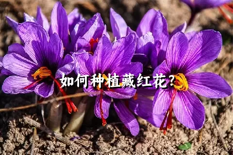 如何种植藏红花？