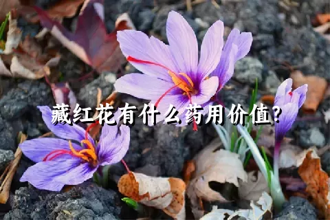 藏红花有什么药用价值？