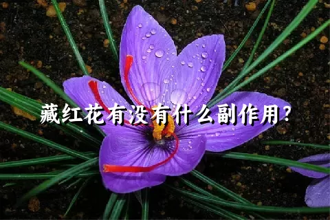 藏红花有没有什么副作用？