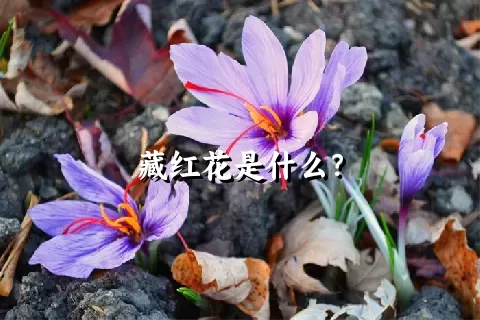 藏红花是什么？