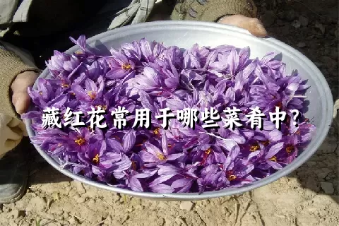 藏红花常用于哪些菜肴中？