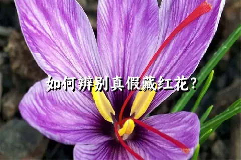 如何辨别真假藏红花？