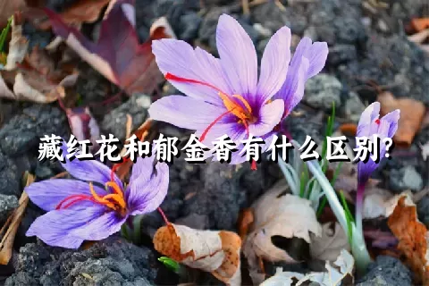 藏红花和郁金香有什么区别？