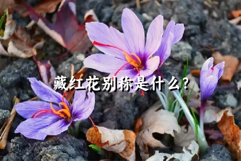 藏红花别称是什么？