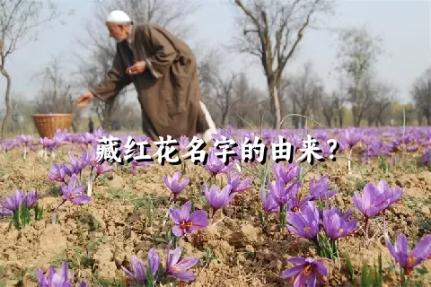 藏红花名字的由来？