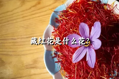 藏红花是什么花？