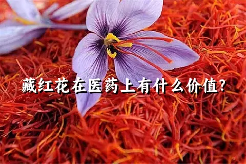 藏红花在医药上有什么价值？