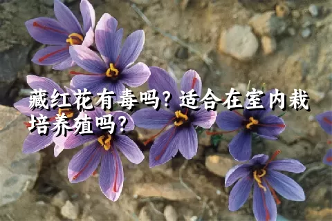 藏红花有毒吗？适合在室内栽培养殖吗？