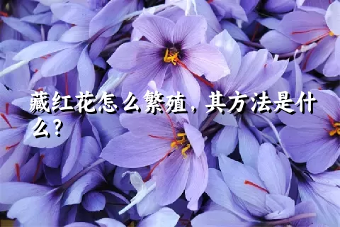 藏红花怎么繁殖，其方法是什么？