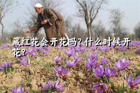 藏红花会开花吗？什么时候开花？