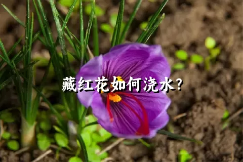 藏红花如何浇水？