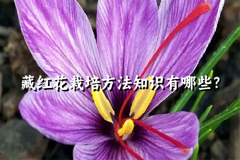 藏红花栽培方法知识有哪些？