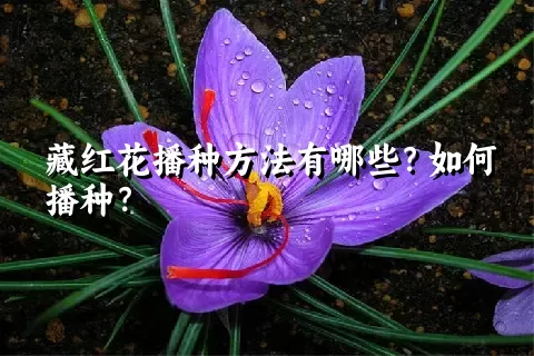 藏红花播种方法有哪些？如何播种？