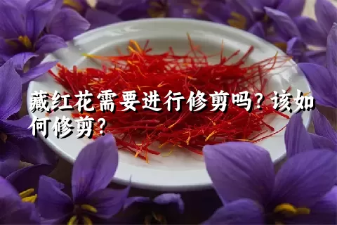 藏红花需要进行修剪吗？该如何修剪？