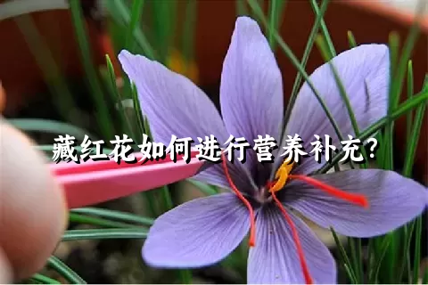 藏红花如何进行营养补充？