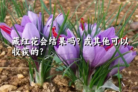 藏红花会结果吗？或其他可以收获的？