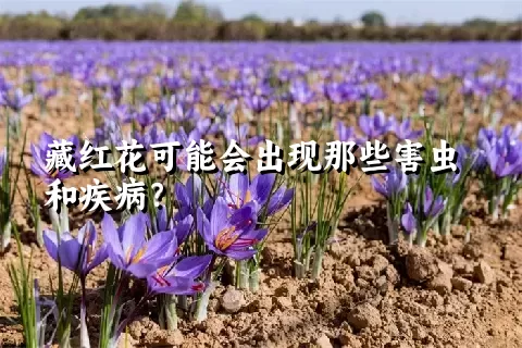 藏红花可能会出现那些害虫和疾病？