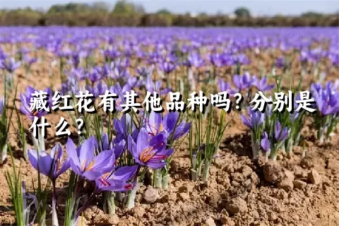 藏红花有其他品种吗？分别是什么？