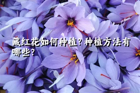 藏红花如何种植？种植方法有哪些？