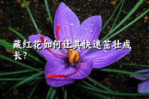 藏红花如何让其快速茁壮成长？