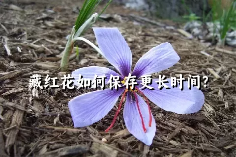 藏红花如何保存更长时间？