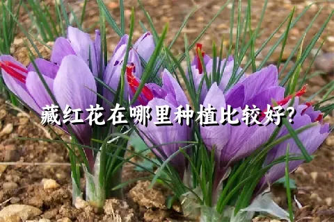 藏红花在哪里种植比较好？