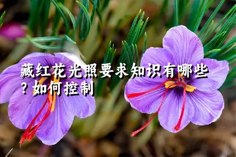 藏红花光照要求知识有哪些？如何控制