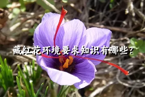 藏红花环境要求知识有哪些？