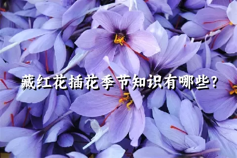 藏红花插花季节知识有哪些？