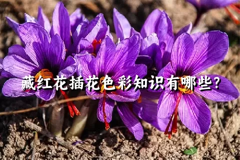 藏红花插花色彩知识有哪些？