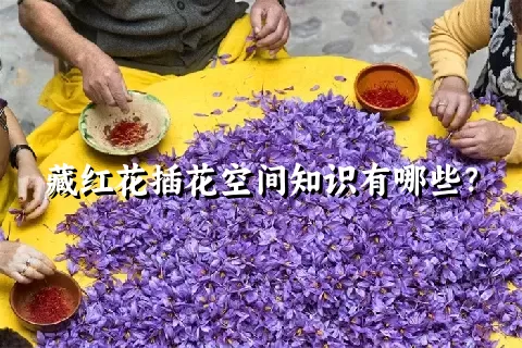 藏红花插花空间知识有哪些？